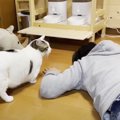 猫は大好きなお父さんが突然倒れたら…？『予想の斜め上を行く光景』が…