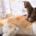 柴犬が『子猫のお母さん』になった日…距離が少しずつ縮まっていく様子…