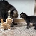 どこに連れて行くの？　ぬいぐるみを見つけた新米ママ猫の反応に胸キ…