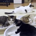 暑い夏の風物詩！この季節ならではの『鍋』を堪能する猫ちゃんたち