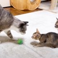 子猫と先住猫が対面した結果…『0距離での挨拶』が可愛すぎると64万再…