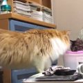 新入り子猫と先住猫の『鼻チュー』♡貴重な瞬間を捉えた動画が話題！