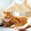 猫が『身代わり』になって飼い主を救ったエピソード4選　偶然とは思えない…