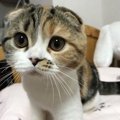 猫が飼い主から目を離さない１０の心理