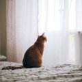 猫が『心を閉ざしている』ときの仕草や行動４つ