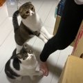 新しいフードのお味はいかが？テンションが上がる猫さんたち！