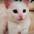 屋根裏で子猫を保護してから早1年…こんな立派になりました♡