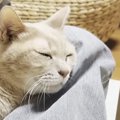 人間には甘える猫→同居猫相手になると……人間が好きな猫の『可愛すぎる…
