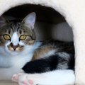 出しっぱなしはNG！猫をお留守番させる時片付けておくべき6つの物