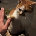 公園で『ハイタッチ』をして『可愛がられていた野良猫』が…激変した『現在…