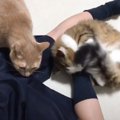 『猫用香水』を息子にかけてみた結果…まさかすぎる光景が206万再生の…