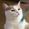 『猫がおもちゃを掴んだ』かと思ったら、次の瞬間…予想もしていなかっ…