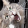 猫がおもちゃに飛びかかった瞬間を撮影したら…『まさかの姿』に1万900…
