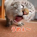 ご馳走で猫ちゃんとパーティ！