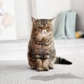 猫の粗相や嘔吐…ニオイや跡を残さない方法3選　きれいな片付け方やオ…