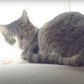 役割分担？それぞれの遊び方をする猫ちゃんたち