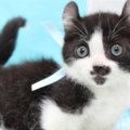 パヤパヤの小さな子猫→４歳の誕生日を迎えた結果…すてきなビフォーア…