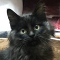 勝手に家の中で寝ていた子猫を保護→黒猫だと思っていたら…まさかの『色の…