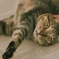 床の上でリラックスしている猫→よく見たら……2度見必至の『とんでもな…