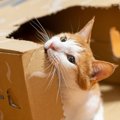 猫の飼い主さんが『どうしてもやめてほしい』と願う、愛猫の行為4選　…
