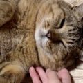 甘えてきた猫を撫でてみたら…癒やされすぎる反応に4万8000人が悶絶 『…