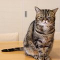 猫が落ち込んでしまう『飼い主のNG行動』５選