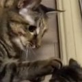 はじめましての『新入り子猫』に……先住猫が見せた『驚きの神対応』が39万…