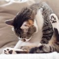 猫が『なでられた場所をすぐに舐める』理由5つ　嫌がっているの？誤解され…