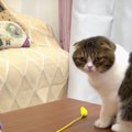 飼い主さんの目の前で遊んでほしいアピールをする可愛い猫くん！