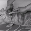 毎度苦戦！猫ちゃんのブラッシングタイム