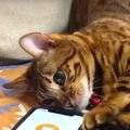 翻訳しないでほしい！？猫語翻訳アプリが気に入らない猫ちゃん