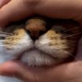 顔を揉まれるのが大好きな三毛猫…可愛すぎる"口元"に４万い…