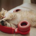 猫が『音楽』を聴くことで期待される効果2つ　曲選びのポイントや注意点も…