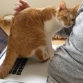 パソコンの上でも容赦ナシ！隙を見て甘える猫ちゃん