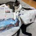 猫が新聞を読むことを邪魔して困る！解決法はこれ!