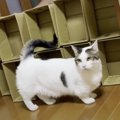 予想外！猫ちゃんの空中ジタバタ劇場