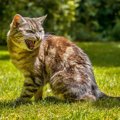 猫が飼い主に『激怒している』ときにする仕草5つ