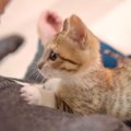 子猫が『大好きなパパと2日ぶりに再会』した結果…尊すぎる反応が47万3…