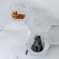猫を楽しませる『キャットステップ』！あると嬉しい理由と設置する際…