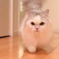 『飼い主の側にいたい猫』がとった行動…想いが伝わる"全力の姿&q…