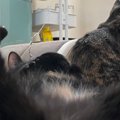 足でスマホを支えながら『大胆なポーズをしていた猫』を撮影…たまらなく可…