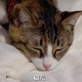 猫ちゃん達の美しいウィスカーパッド