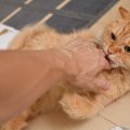 猫の「撫でないでよ！」サイン4つ！見逃してしまったときの危険とは…