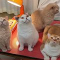 『捕まえるニャ！』虫を見つけて捕獲を試みる猫ちゃんたち