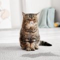猫がいる部屋が『クサイ』と感じたら！3つの原因別に実践したい消臭方法	
