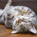 猫があなたの足元で『ゴロンと転がる』理由5選　なぜわざわざ倒れるの？飼…