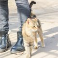 『野良猫に懐かれる』人がしていること4つ