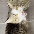 大好きなお父さんが帰宅すると、猫がやってきて…あまりにも尊い『熱烈…