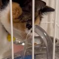 水道水ばかり飲む三毛猫→蛇口のような形状の給水器を買った結果…"…