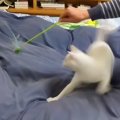 パパが娘に『猫が大興奮するねこじゃらし術』を伝授した結果…あまりに…